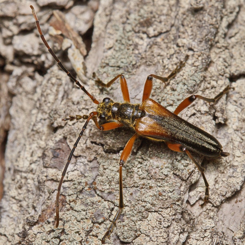 Stenocorus Meridianus