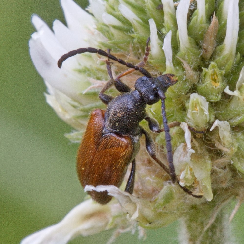 Pseudovadonia