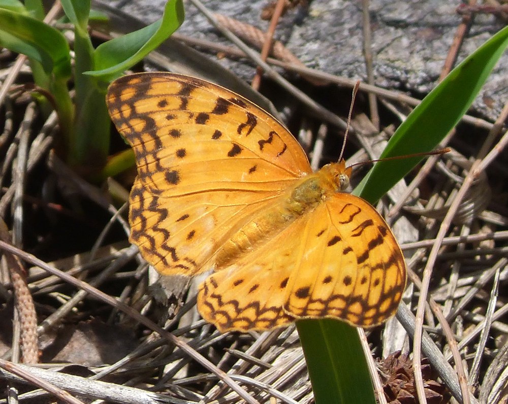 Amauris phoedon