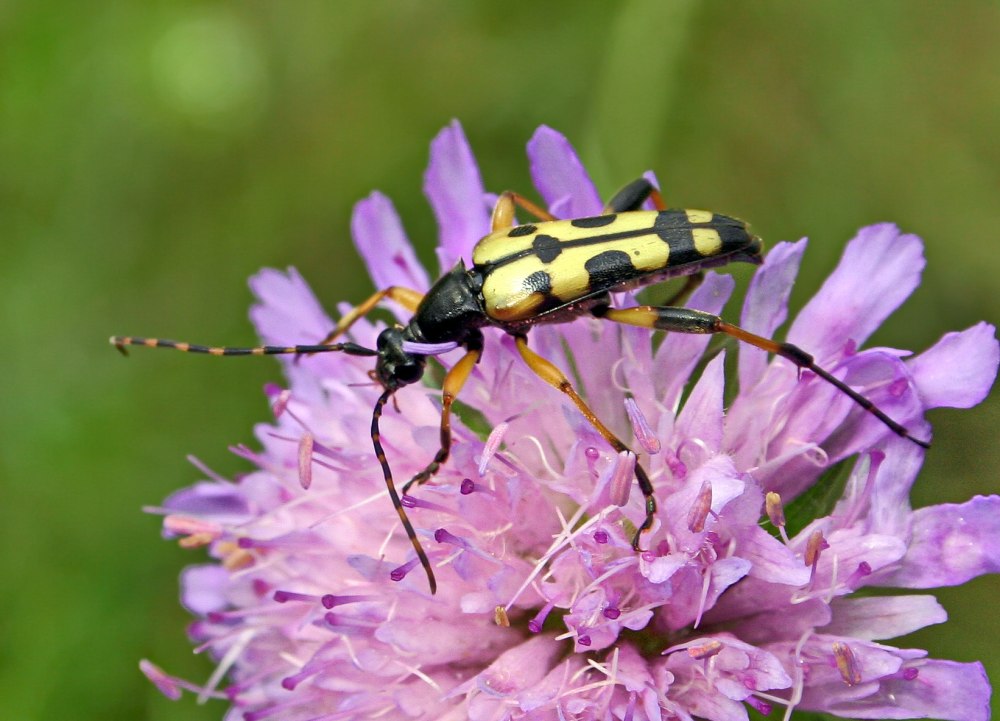 Rutpela maculata (poda von Neuhaus, 1761)