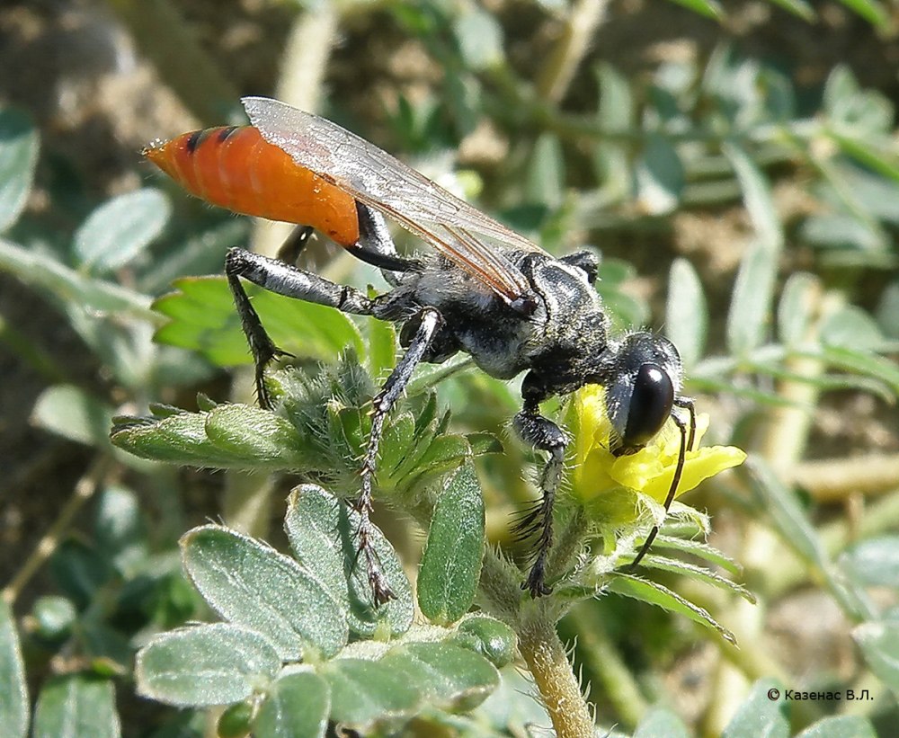 Prionyx niveatus