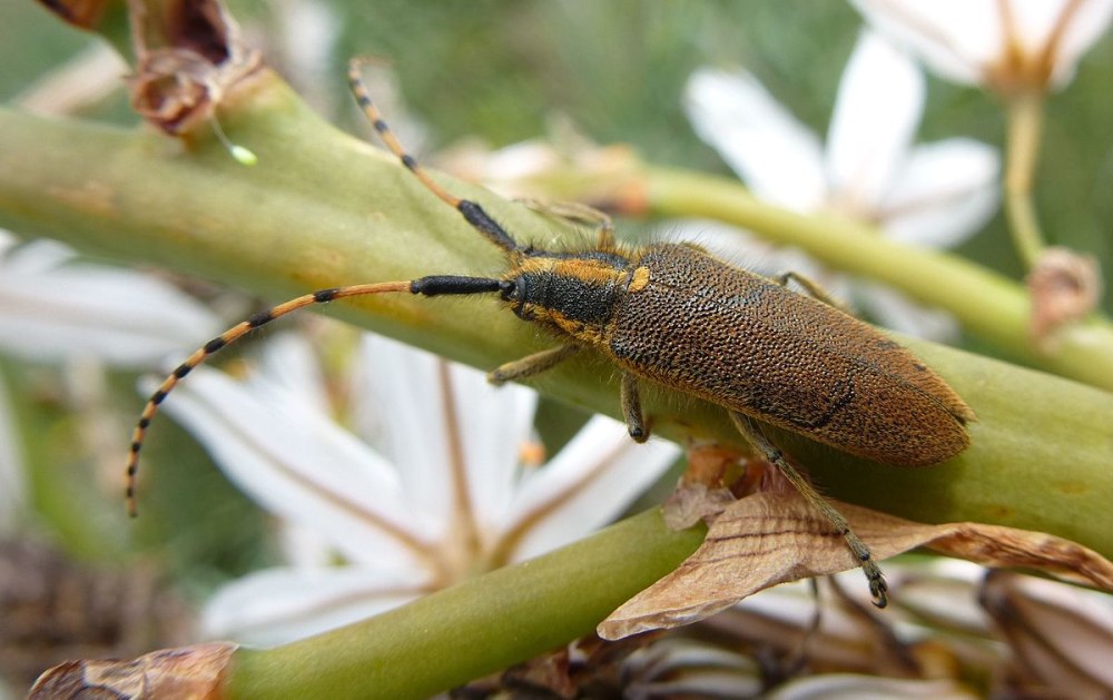 Agapanthia asphodeli