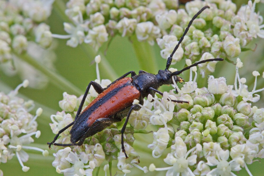 Жук усач (Stenurella melanura)