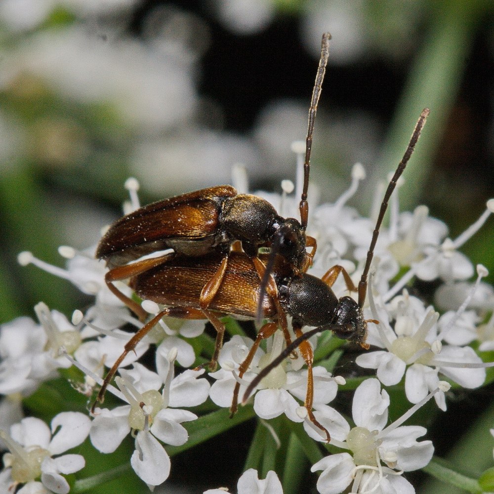 Alosterna tabacicolor