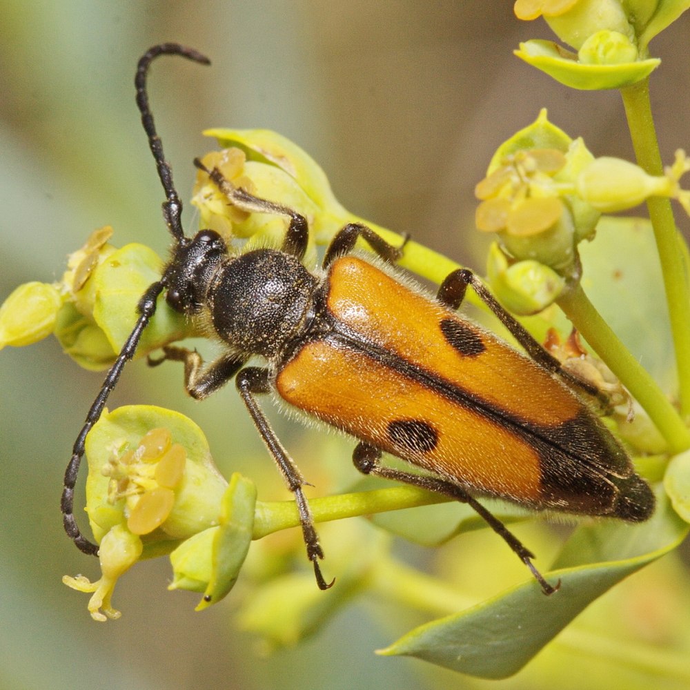 Vadonia unipunctata