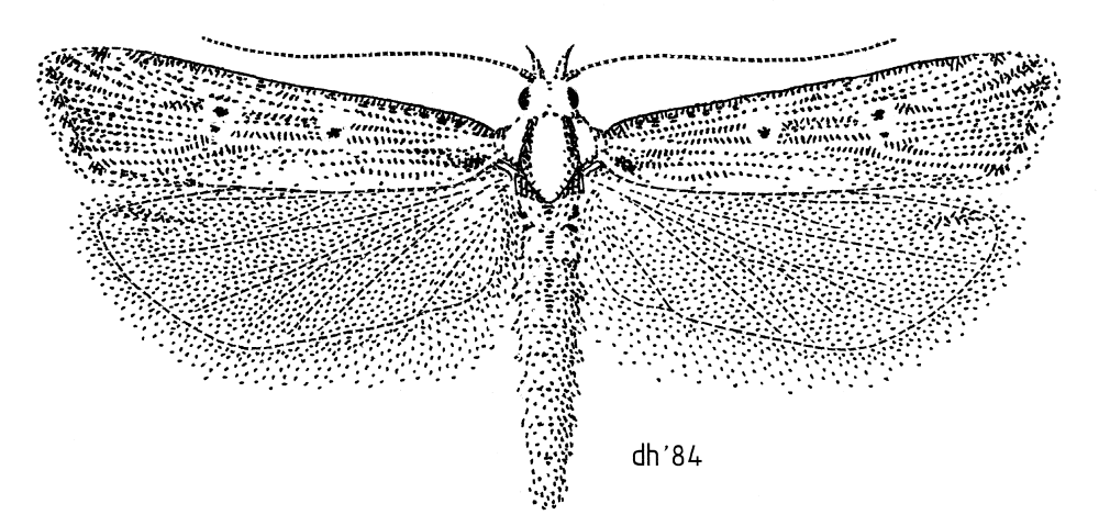Lepidoptera, Gelechiidae Fotodotis Meyrick