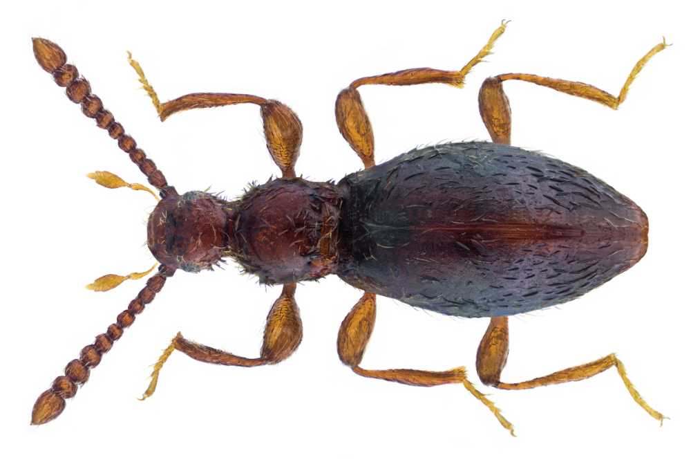 Laccornis oblongus