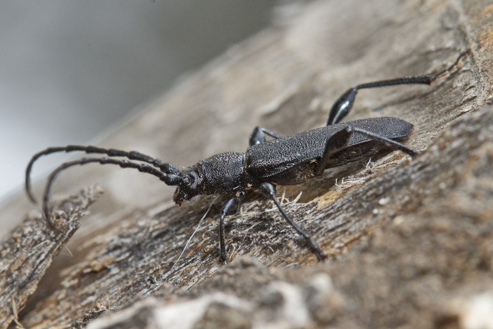 Berythinus clavipes