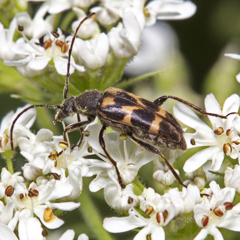 Judolia cerambyciformis