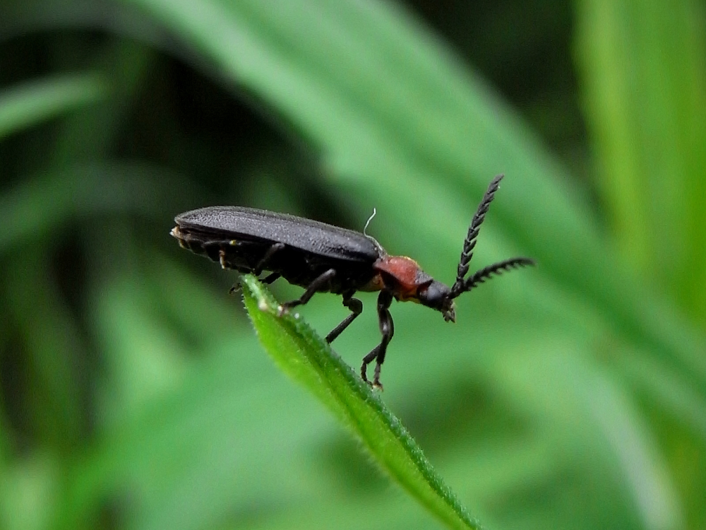 Lampyridae Latreille иллюстрация
