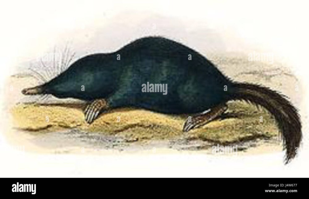 Scaptonyx fusicaudus
