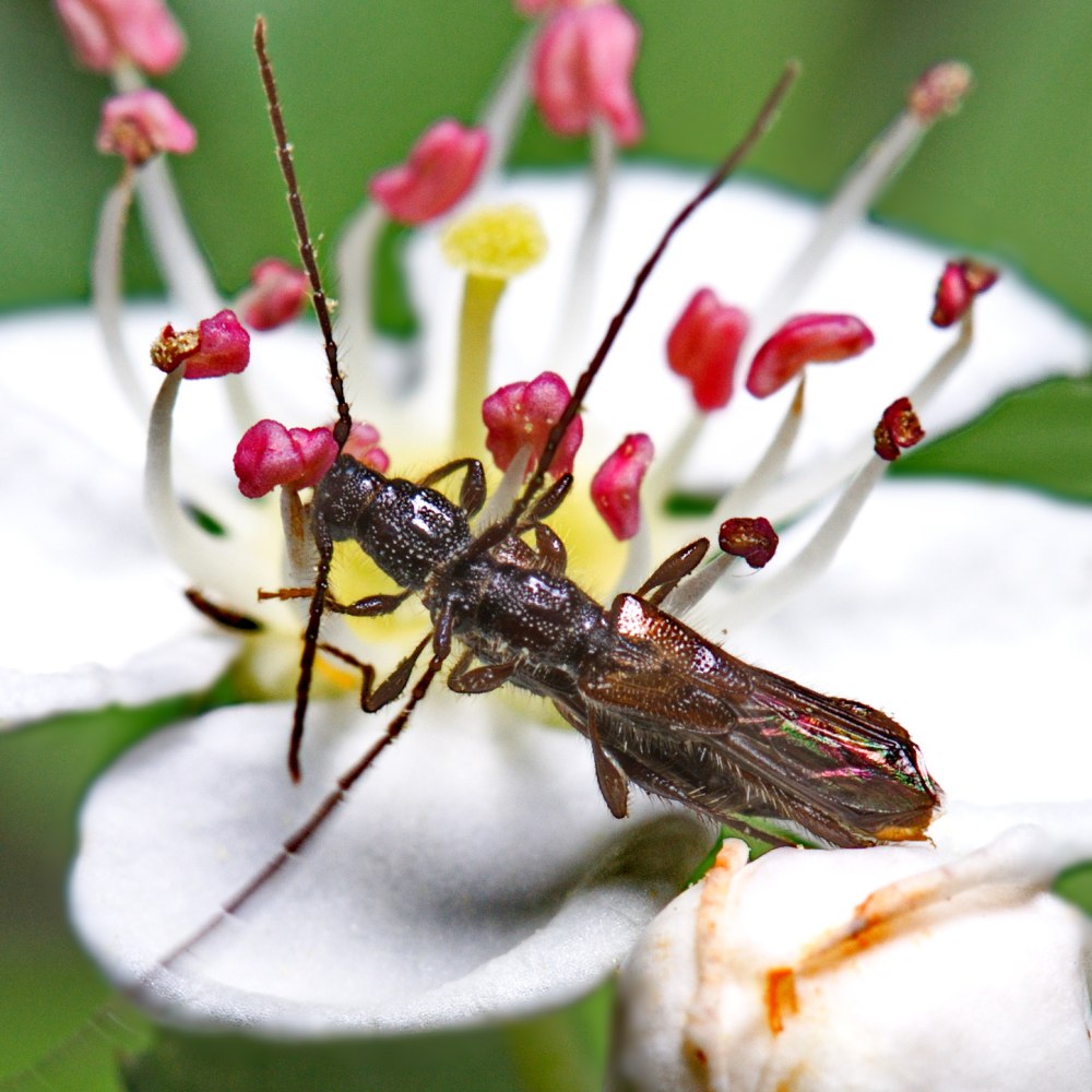 Molorchus umbellatarum