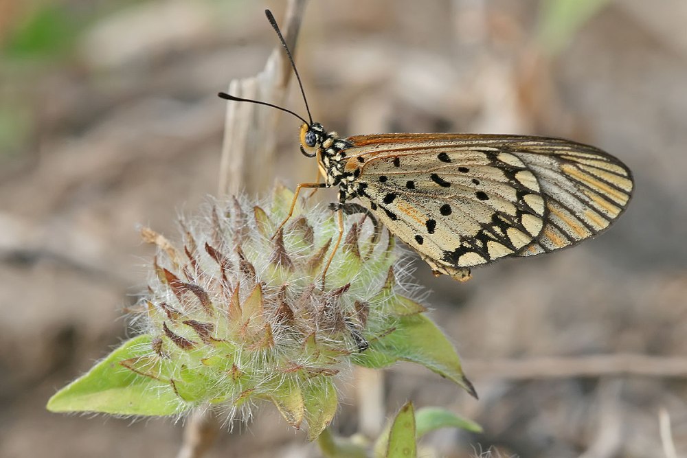 Acraea Alalonga