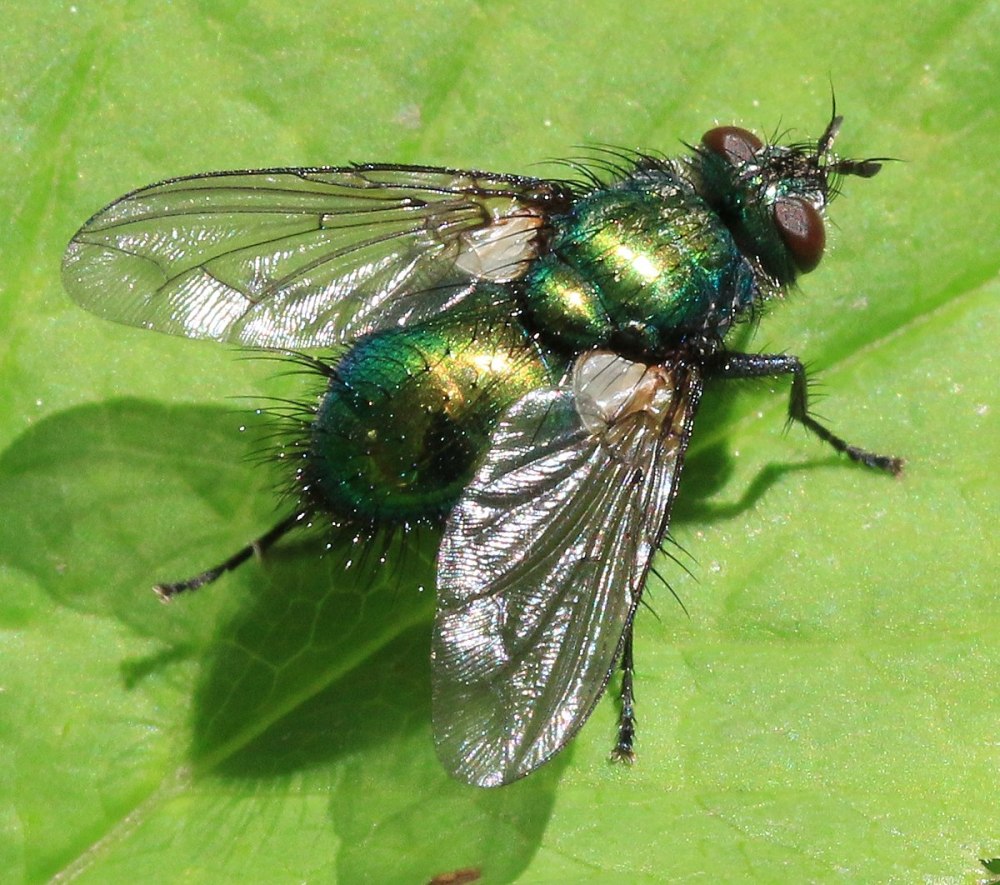 Entomophaga