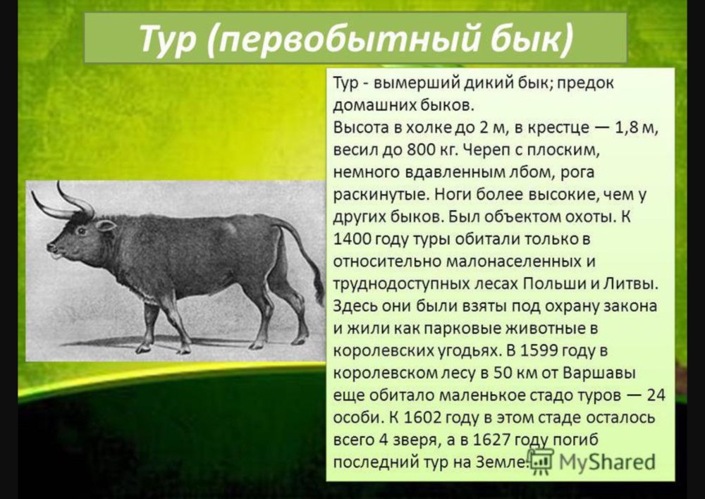Тур бык вымерший