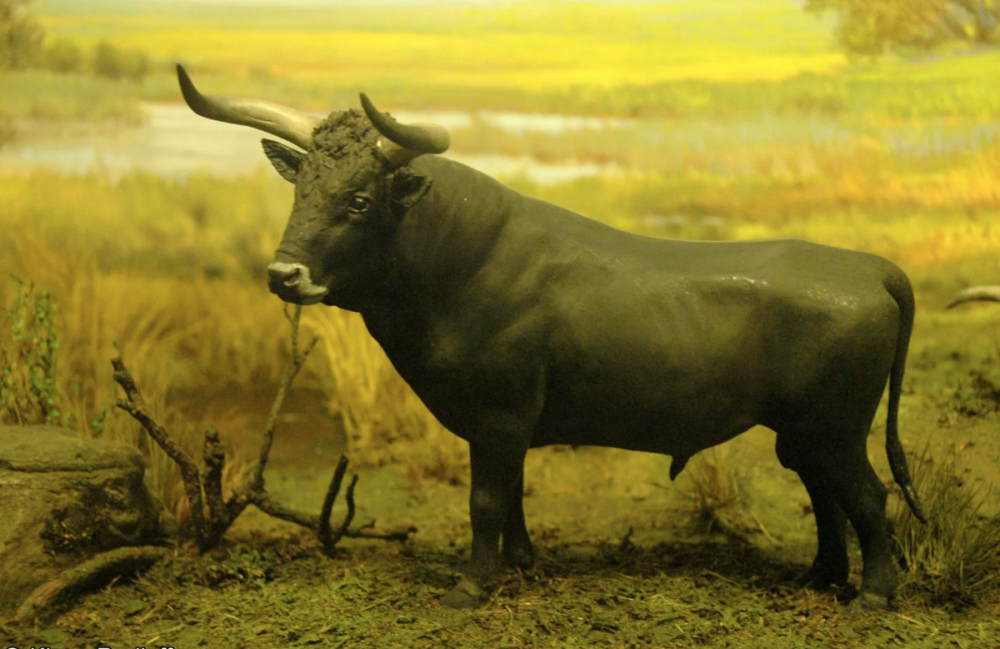 Киргизия марка Ox (bos primigenius Taurus)