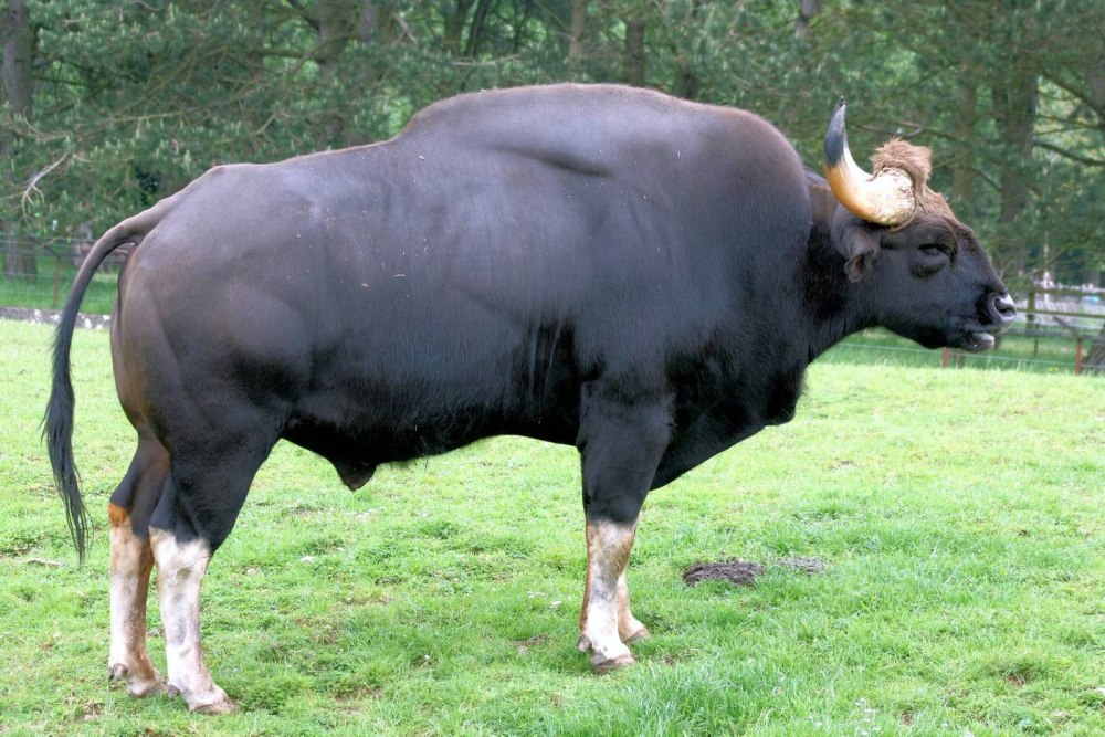 Тур дикий бык вымерший