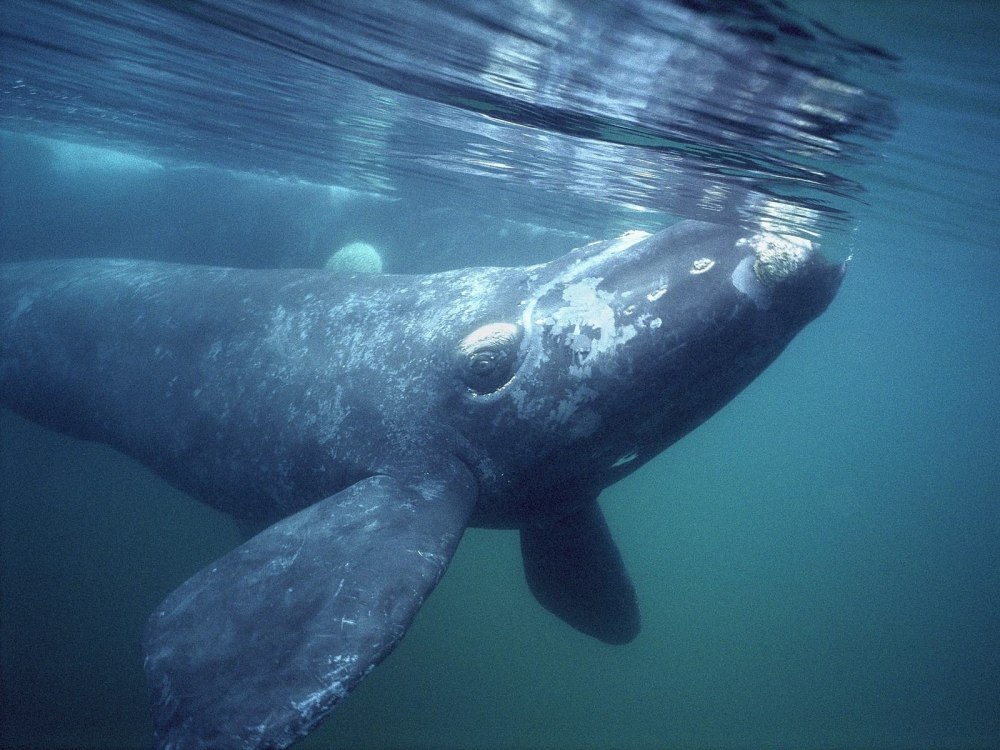 Животные рода гренландские киты