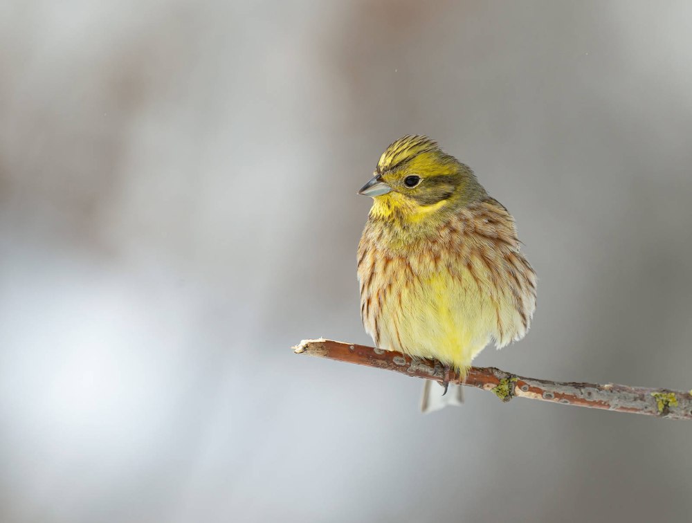 Птичка овсянка фотографии