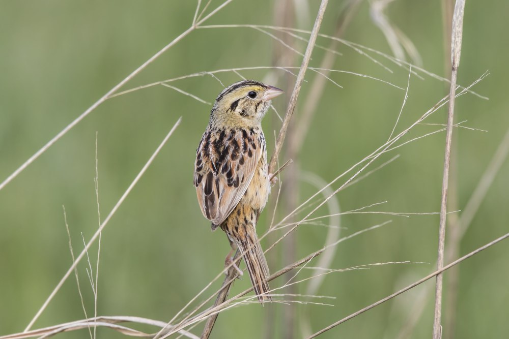 Ammodramus henslowii