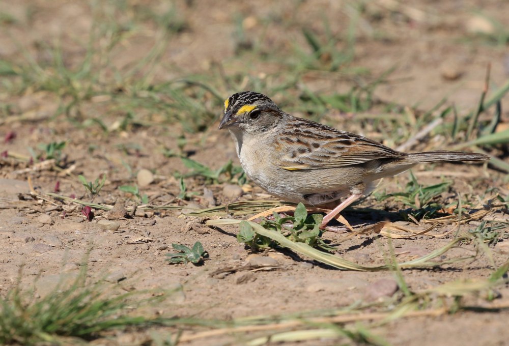 Ammodramus humeralis