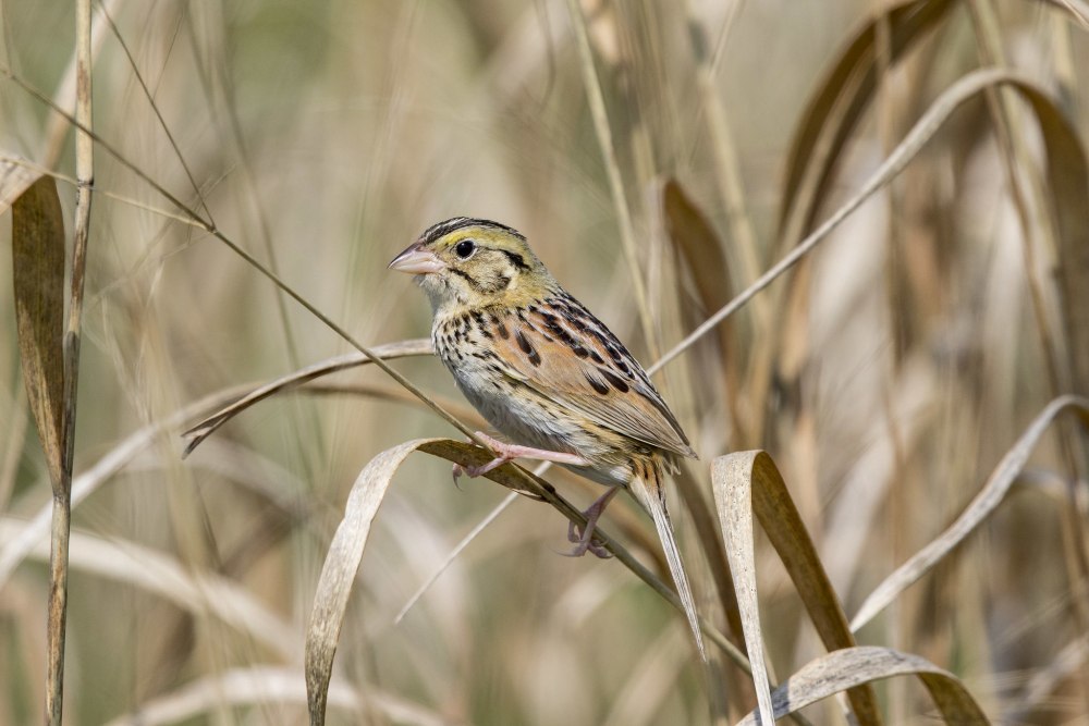 Ammodramus henslowii