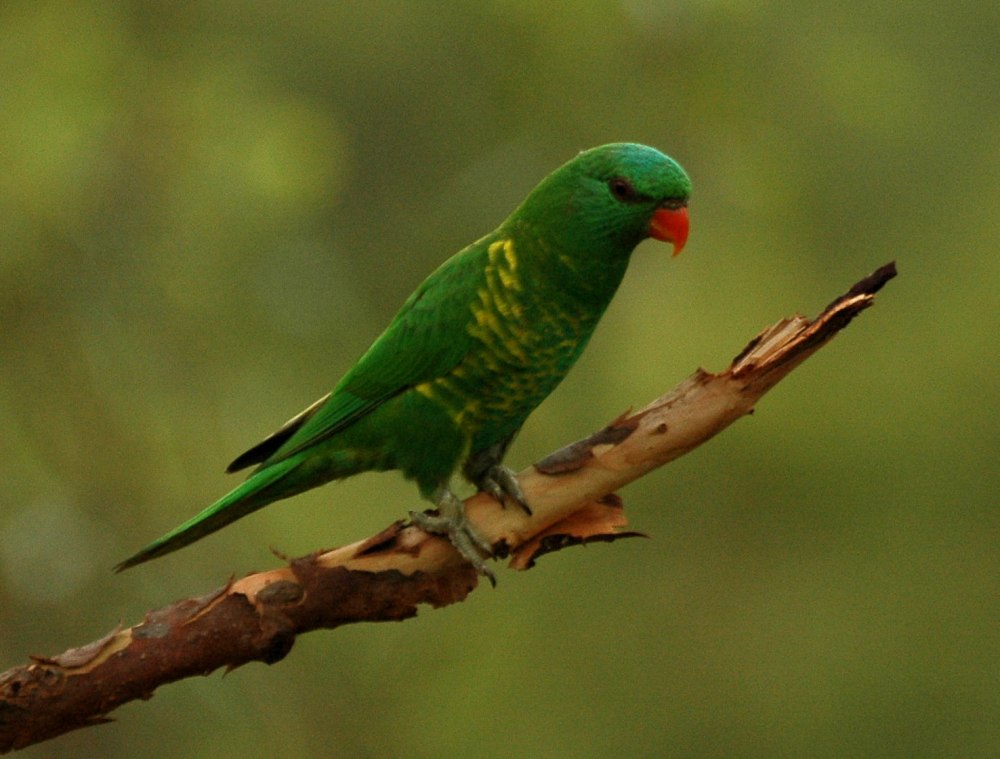 Scaly-breasted Lorikeet