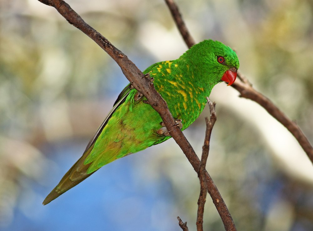 Blue-Fronted Lorikeet
