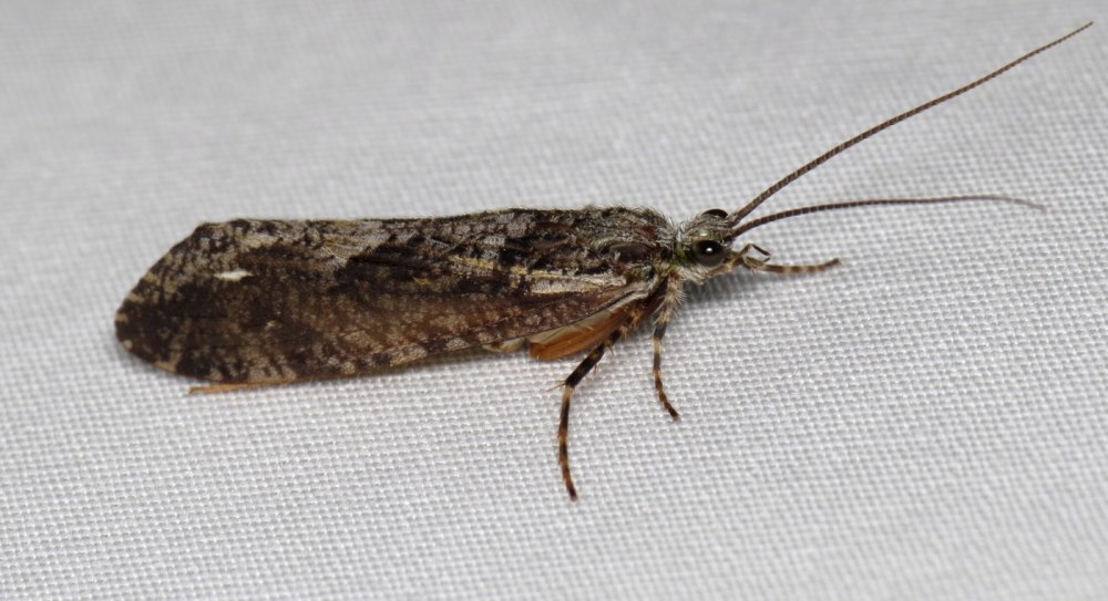 Agrypnia pagetana Curtis