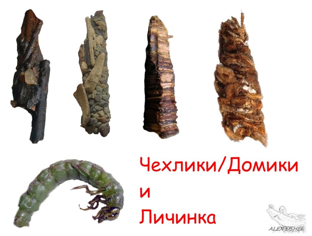 Ручейник личинка кого
