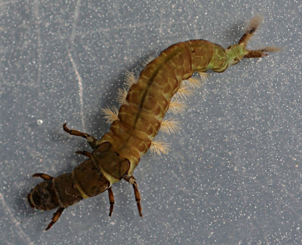 Hydropsyche angustipennis личинка