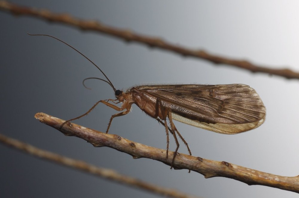 Ручейники (Trichoptera)