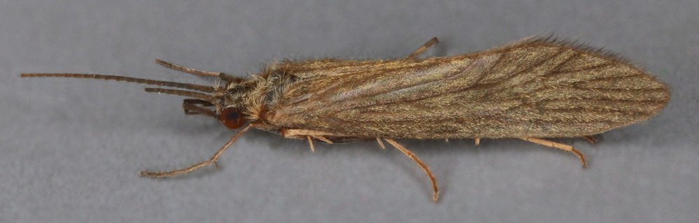 Polycentropodidae личинка