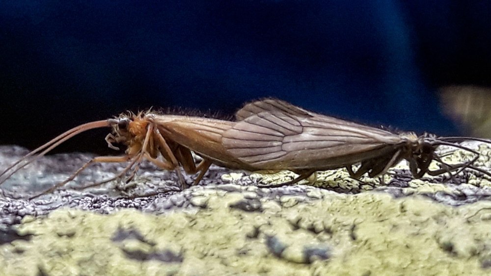 Potamophylax coronavirus насекомое