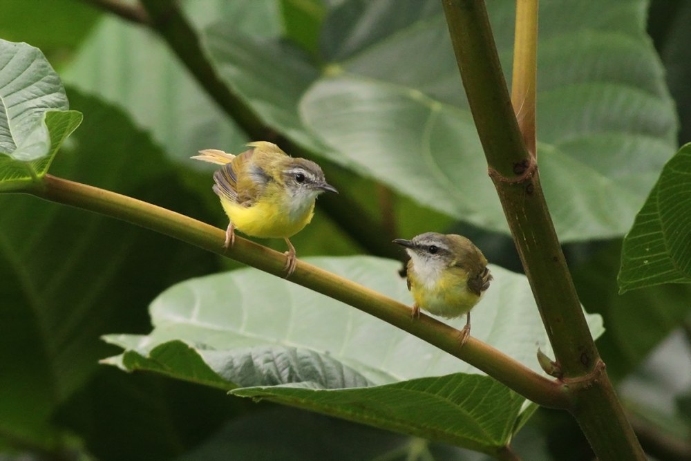 Yellow-bellied idiom
