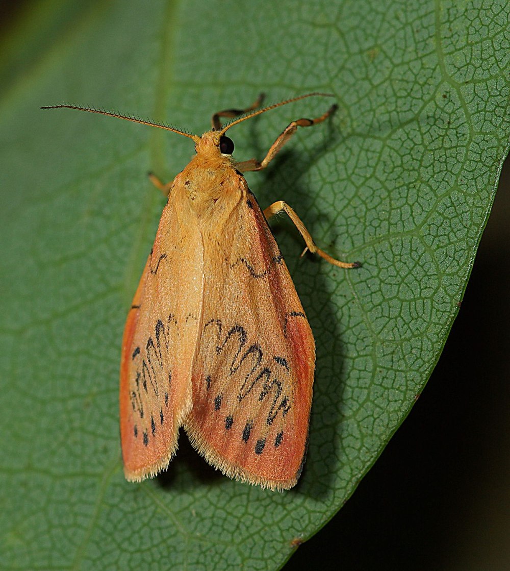 Miltochrista miniata