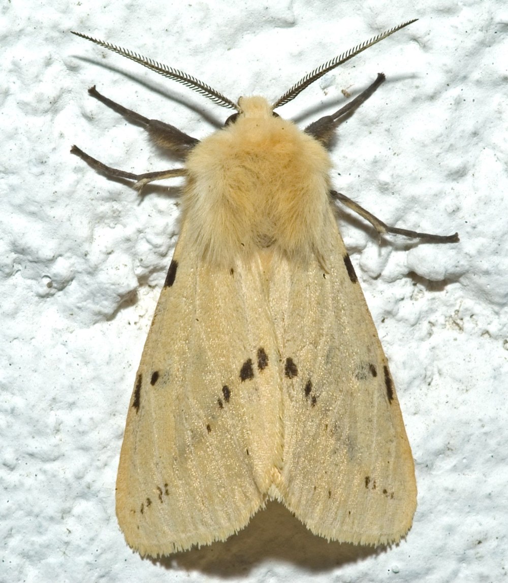 Spilosoma lutea бабочка