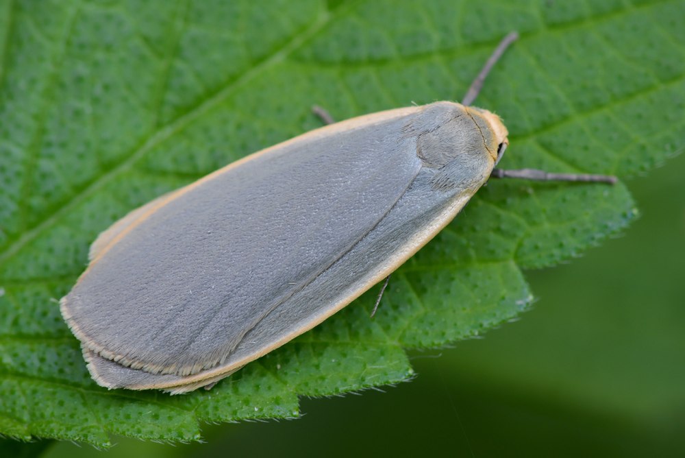 Eilema griseola