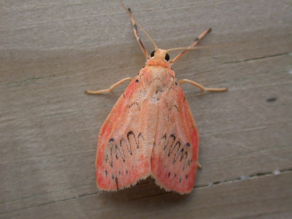 Miltochrista miniata