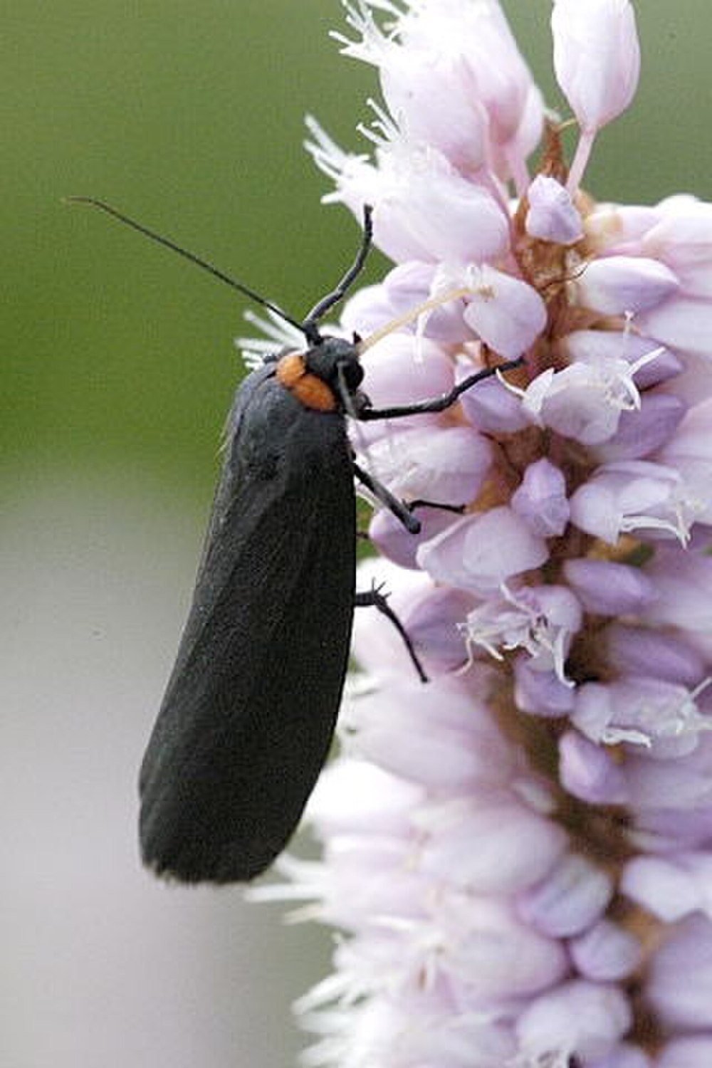 Gnophria rubricollis