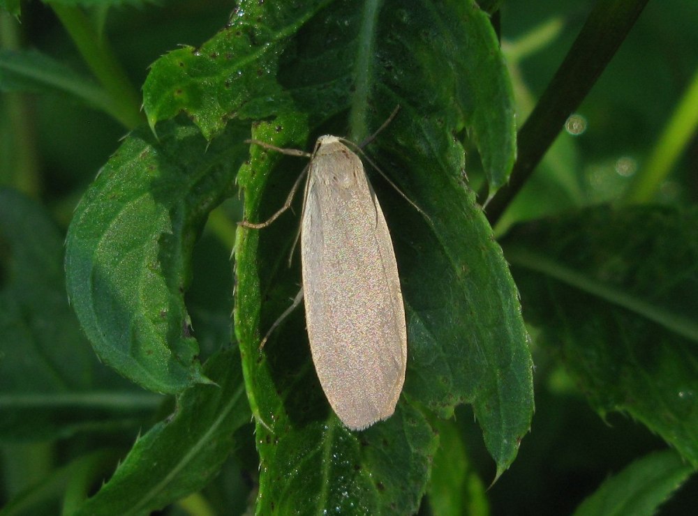 Eilema griseola