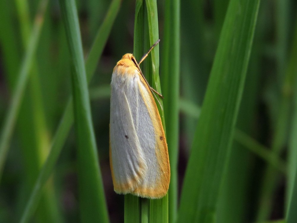 Cybosia mesomella