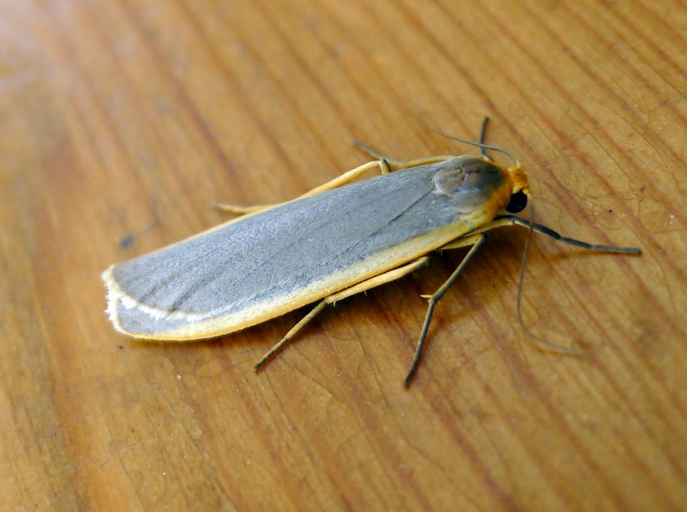 Eilema lurideola