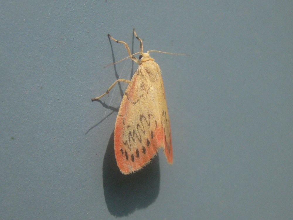 Miltochrista miniata