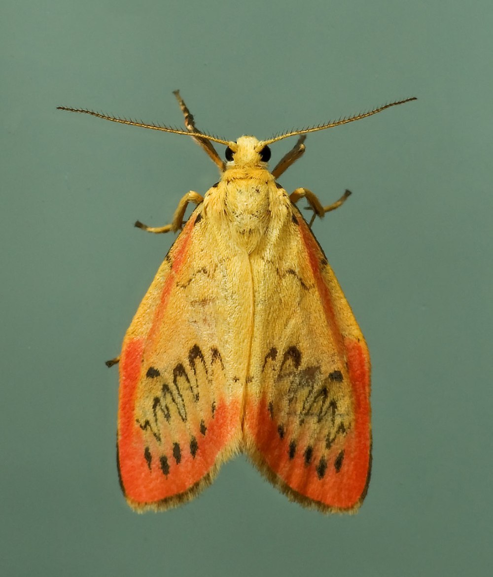 Miltochrista miniata