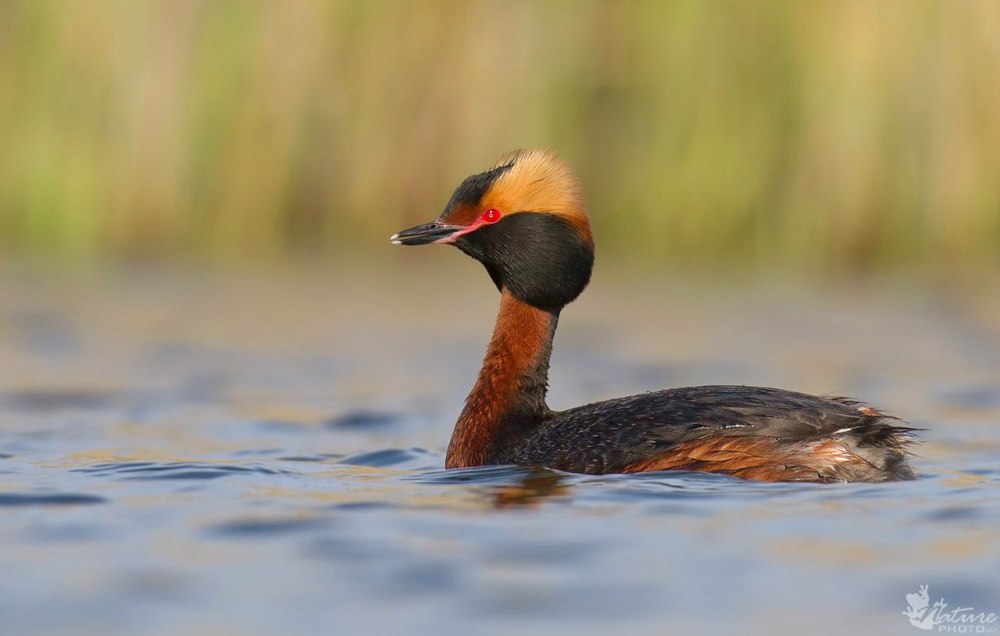 Красношейная поганка (Podiceps auritus)
