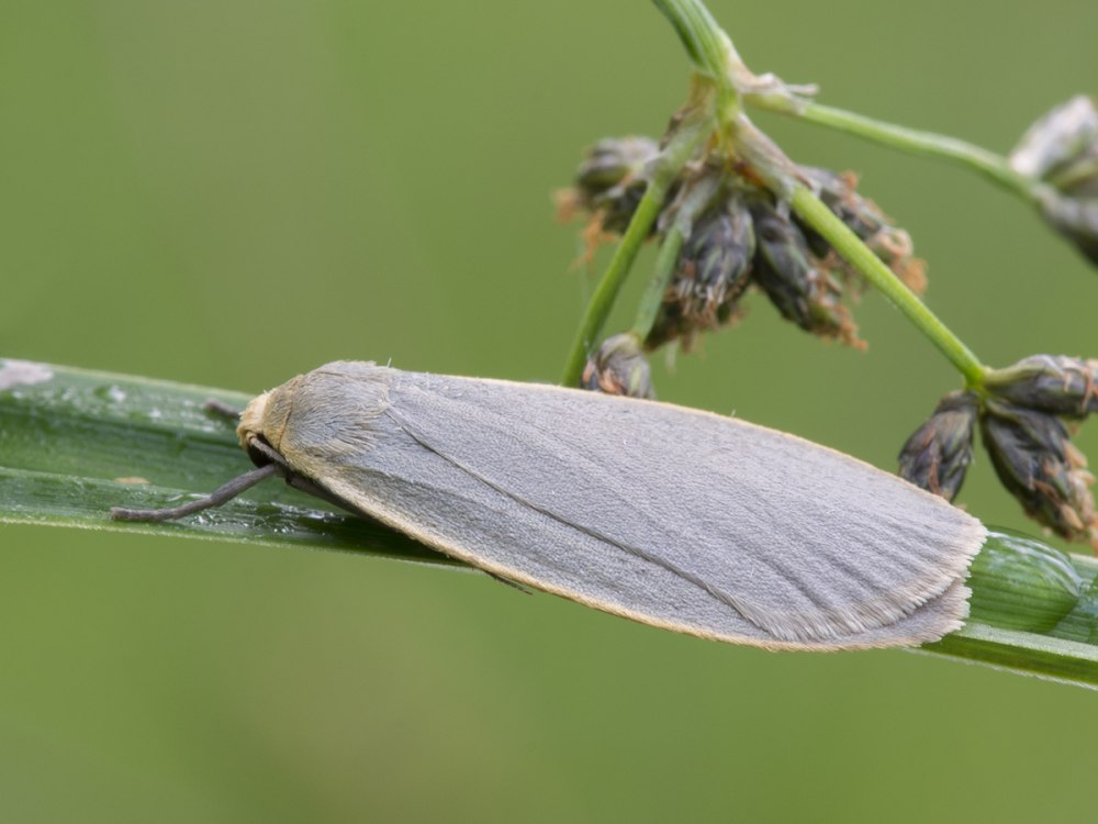 Eilema griseola
