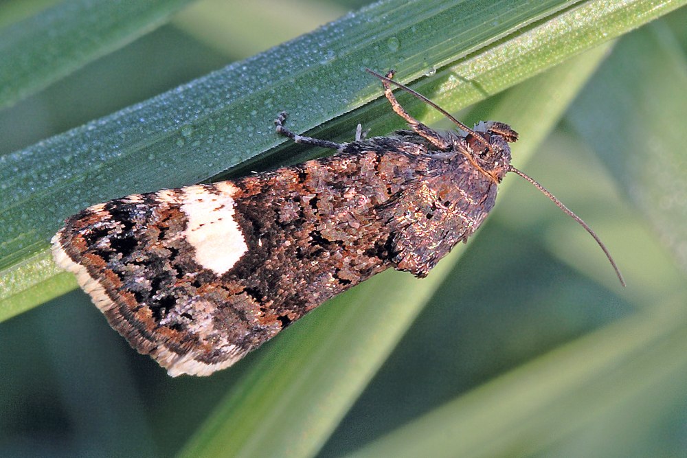 Tyta luctuosa - the four-spotted - пятнистая совка тёмная