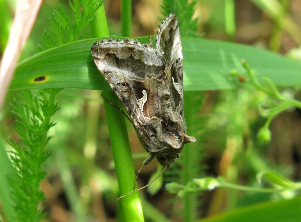 Гусеница Agrotis Ipsilon