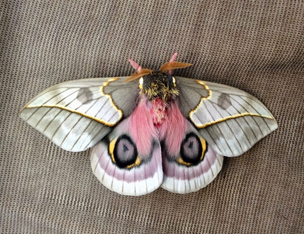 Automeris jucunda
